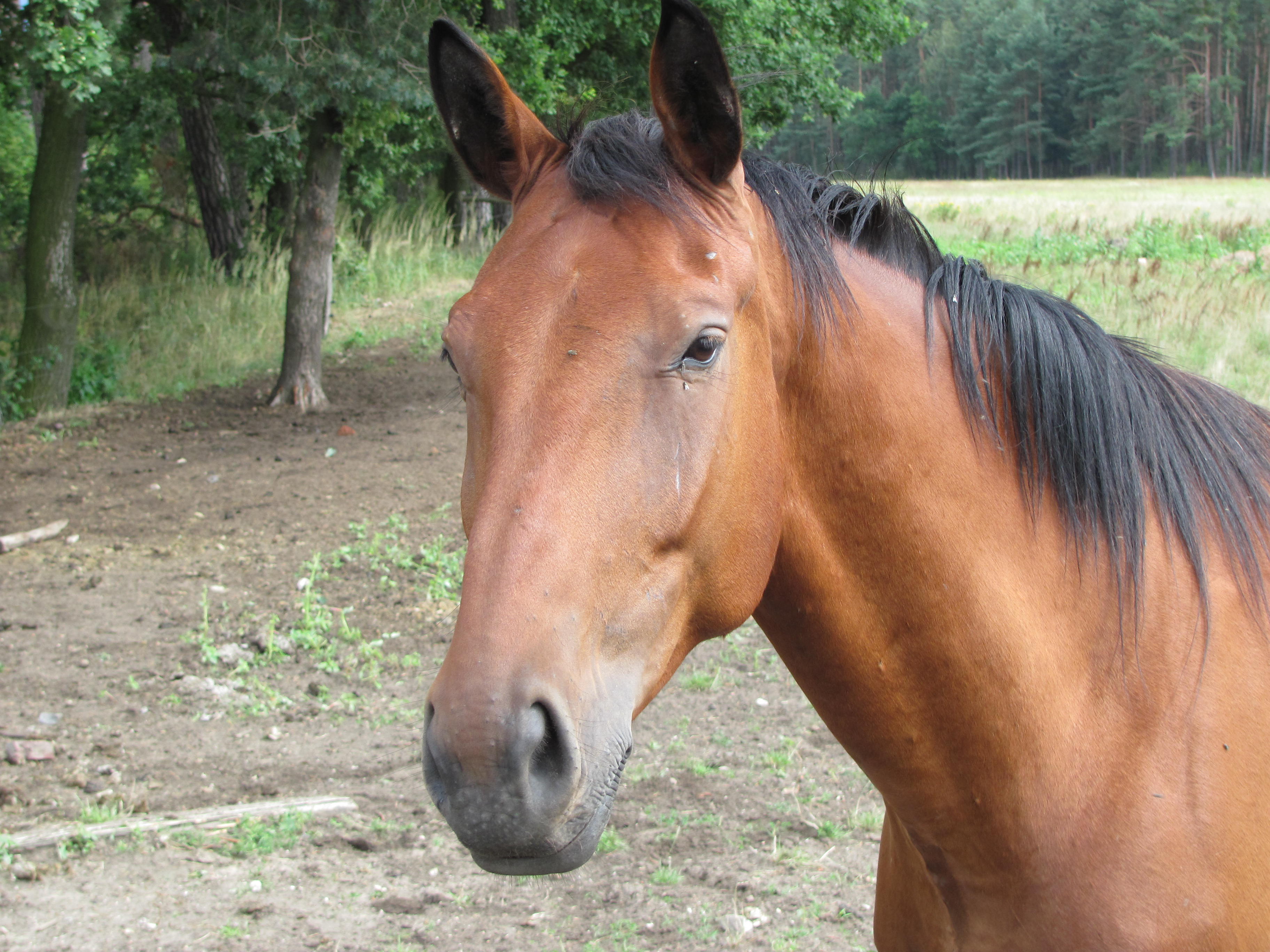 Equus Essay